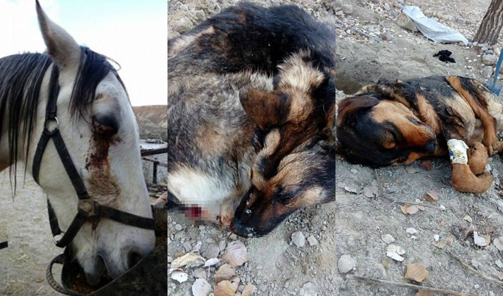 Matan a 5 perros porque su dueña no les deja cazar en su casa Matan a 5 perros porque su dueña no les deja cazar en su casa