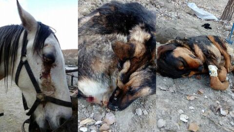 Animales agredidos por un grupo de cazadores en Granada