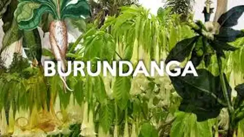burundanga burundanga