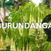 burundanga burundanga