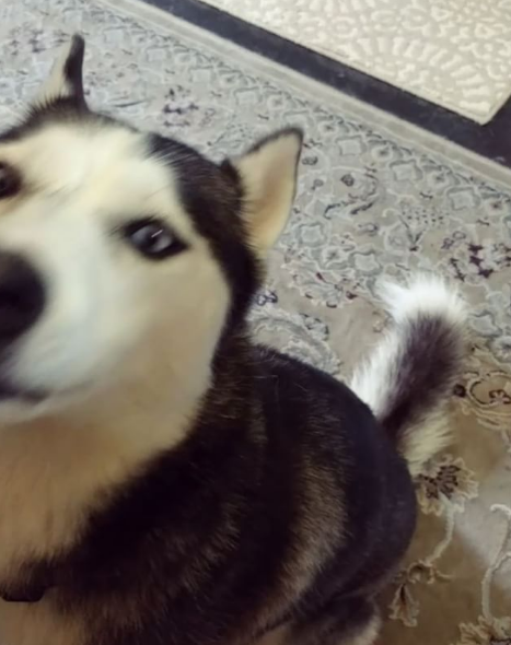 Internet: Alaska, una husky que canta con un oboe Internet: Alaska, una husky que canta con un oboe