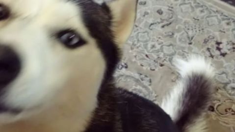 Husky que canta con un oboe