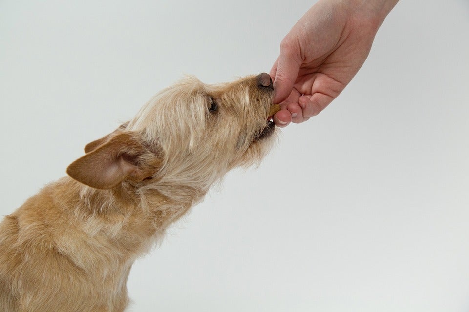¿Funcionan los alimentos secos para animales con sobrepeso? ¿Funcionan los alimentos secos para animales con sobrepeso?
