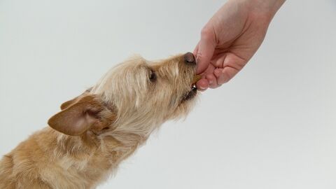 Perro comiendo