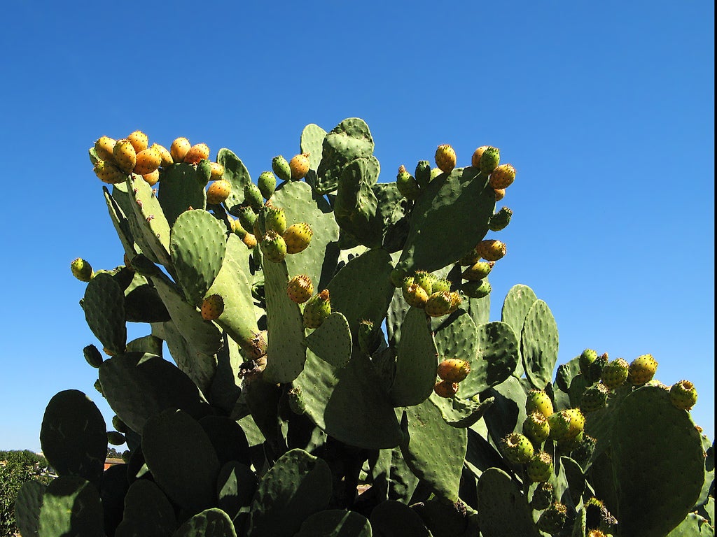La cochinilla del carmín amenaza al higo chumbo La cochinilla del carmín amenaza al higo chumbo