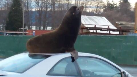 Le&oacute;n marino durmiendo en un coche