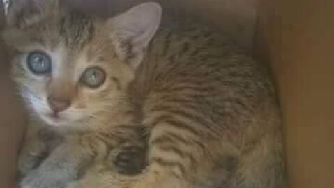 Nika, la gata 'embrujada' de Nigeria