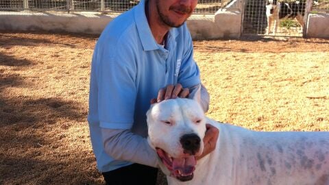 Perro 'Zeus' en el Centro de Protecci&oacute;n Animal Sa Coma