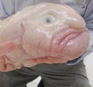 El pez borrón, oficialmente el animal más feo del mundo El pez borrón, oficialmente el animal más feo del mundo