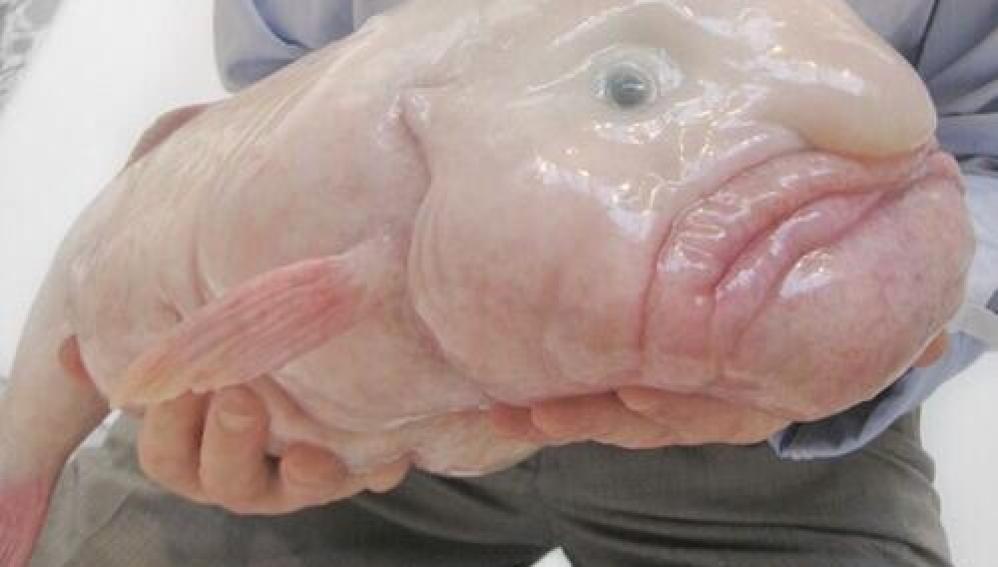 El pez borrón, oficialmente el animal más feo del mundo
