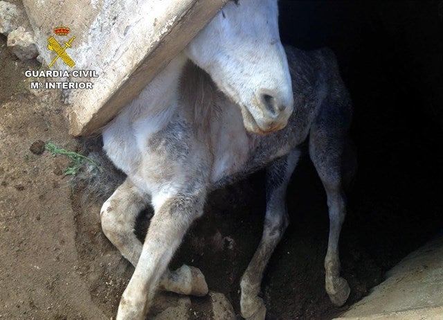 Dos caballos mueren en Jumilla por una severa malnutrición Dos caballos mueren en Jumilla por una severa malnutrición