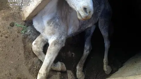 La Guardia Civil halla un caballo muerto en la localidad de Jumilla por malnutrición La Guardia Civil halla un caballo muerto en la localidad de Jumilla por malnutrición