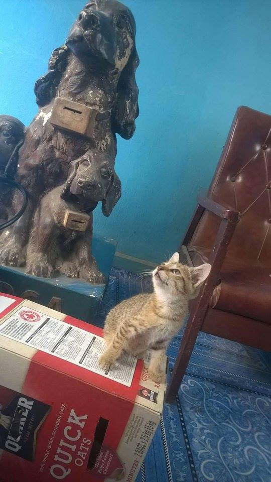 Nika, la gata 'embrujada' de Nigeria, se encuentra a salvo Nika, la gata 'embrujada' de Nigeria, se encuentra a salvo