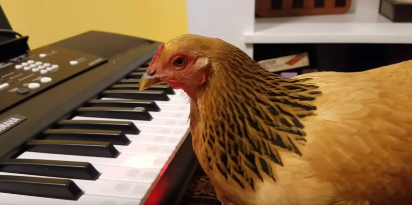 Internet: La gallina que toca 'America the beautiful' al piano Internet: La gallina que toca 'America the beautiful' al piano