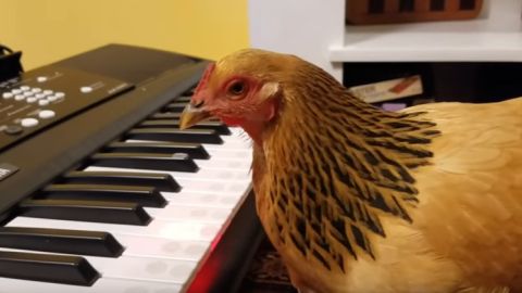 Gallina