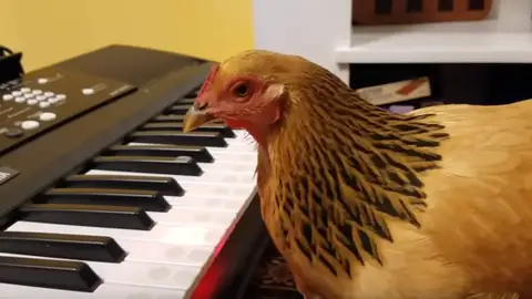 Gallina Gallina