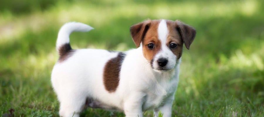 Cachorro de perro de la raza Jack Russell Cachorro de perro de la raza Jack Russell