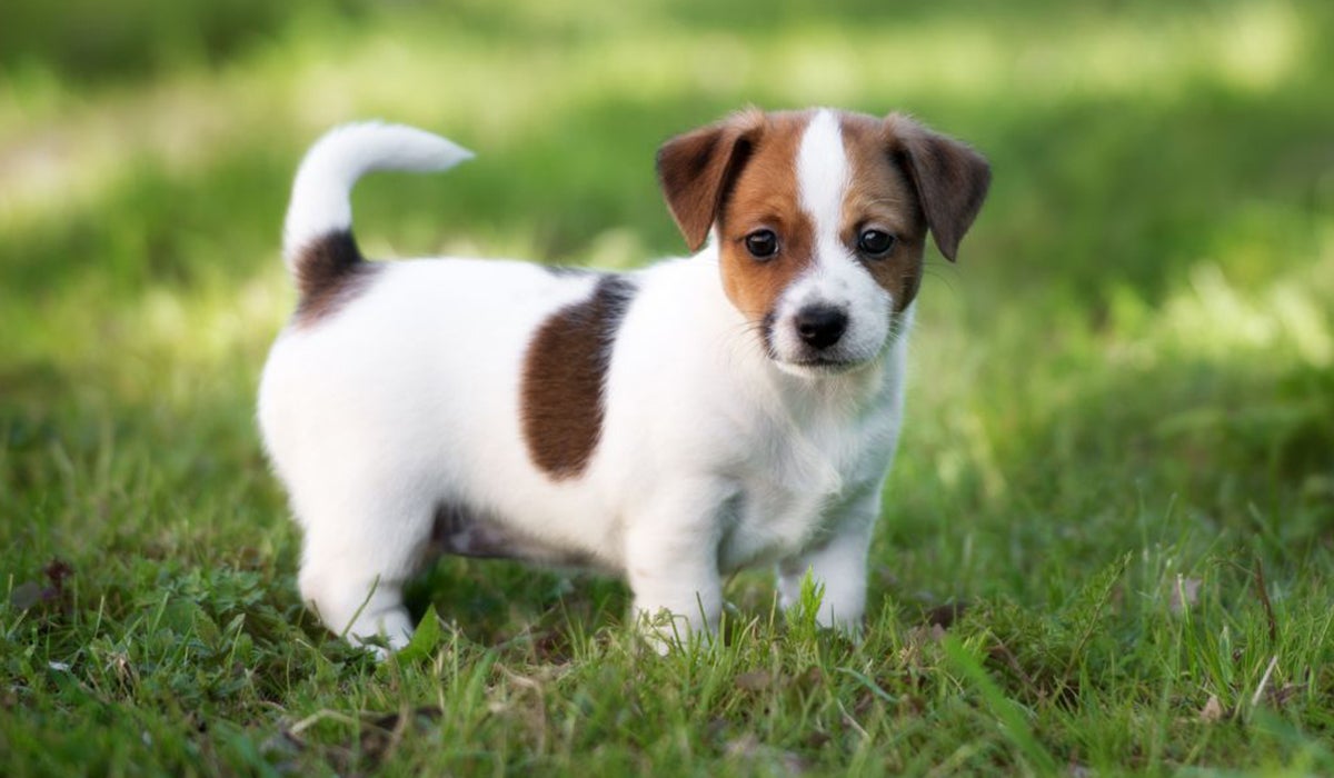 La Leishmaniosis, una enfermedad que también afecta a los cachorros La Leishmaniosis, una enfermedad que también afecta a los cachorros