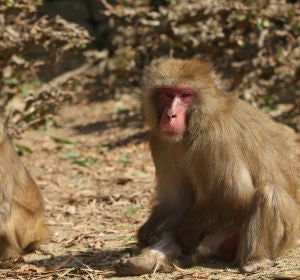Monos Monos