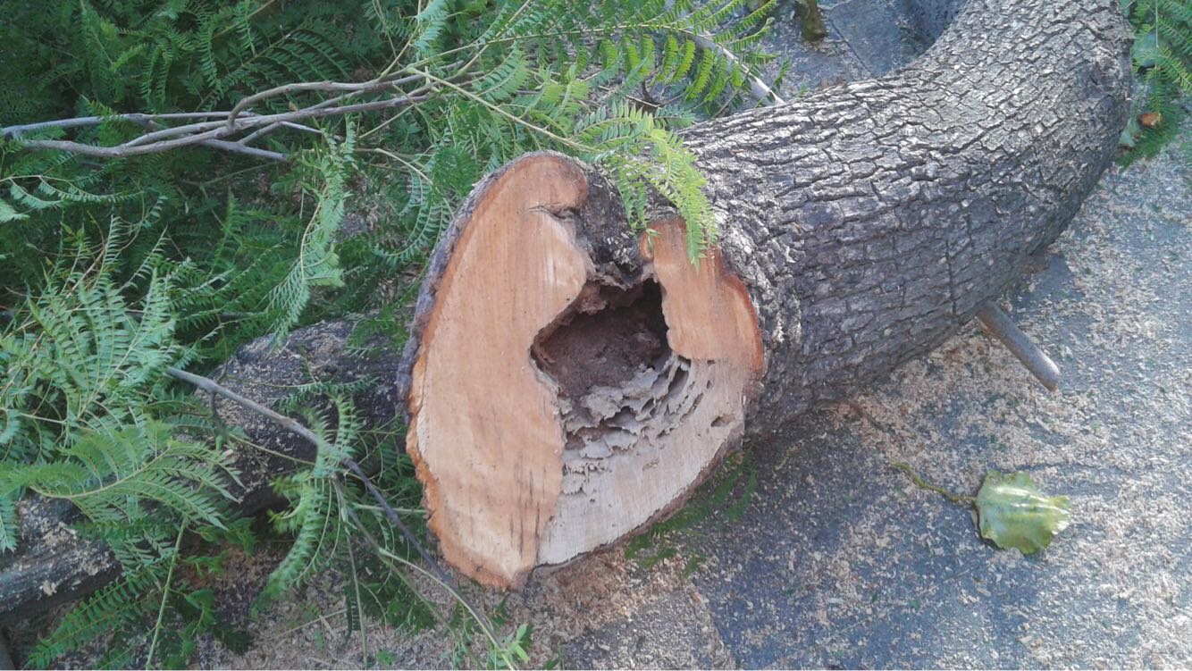 La tala de árboles en Altabix molesta a los vecinos y el ayuntamiento dice que se ha hecho por seguridad La tala de árboles en Altabix molesta a los vecinos y el ayuntamiento dice que se ha hecho por seguridad