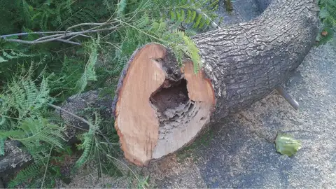Estado en el que se encontraba uno de los árboles talados. Elche