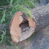 Estado en el que se encontraba uno de los árboles talados. Estado en el que se encontraba uno de los árboles talados.