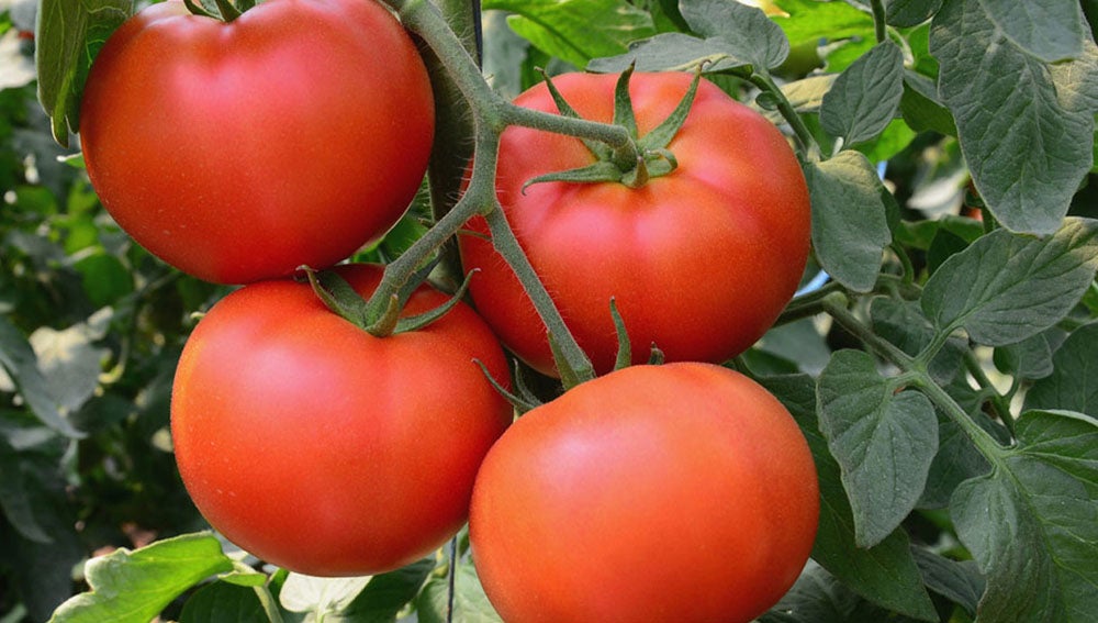 Miajadas celebra del 28 al 30 de julio su V Feria Agroalimentaria Miajadas celebra del 28 al 30 de julio su V Feria Agroalimentaria