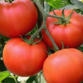 Imagen de archivo de varios tomates en una rama