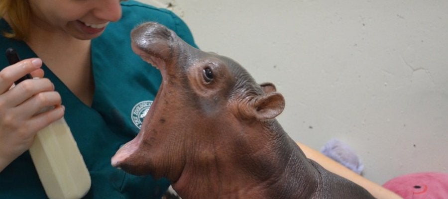 Hipopótamo bebé en el zoo de Cincinnati Hipopótamo bebé en el zoo de Cincinnati