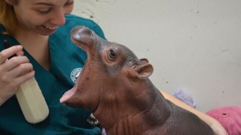 Hipop&oacute;tamo beb&eacute; en el zoo de Cincinnati