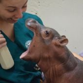 Hipopótamo bebé en el zoo de Cincinnati