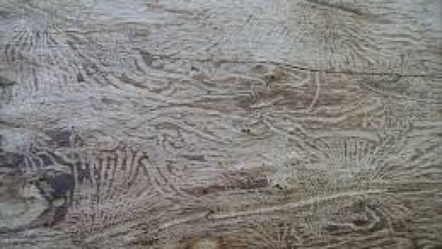 Gente del Turismo