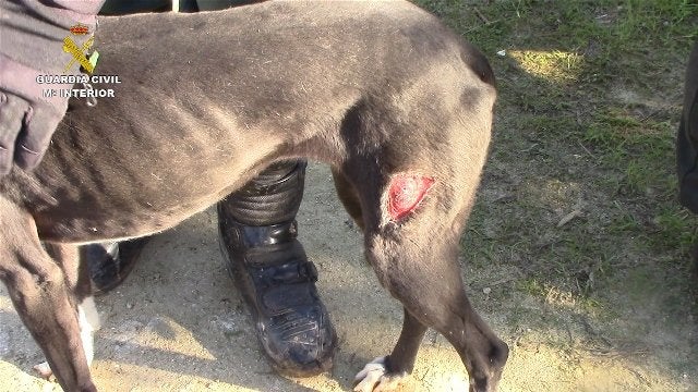 El SEPRONA rescata a casi 50 animales de una perrera ilegal El SEPRONA rescata a casi 50 animales de una perrera ilegal