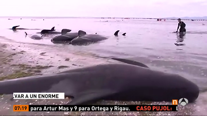 Intentan salvar desesperadamente a decenas de ballenas varadas en Nueva Zelanda que están entre otras 300 ya muertas Intentan salvar desesperadamente a decenas de ballenas varadas en Nueva Zelanda que están entre otras 300 ya muertas