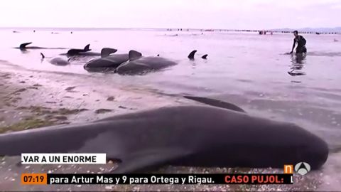 Frame 38.608888 de: Intentan salvar desesperadamente a decenas de ballenas varadas en Nueva Zelanda que est&aacute;n entre otras 300 ya muertas