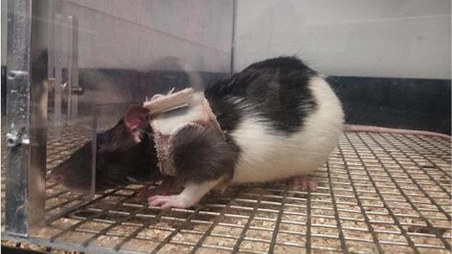 ¿Por qué a los hombres les gusta la lencería? ¿Por qué a los hombres les gusta la lencería?