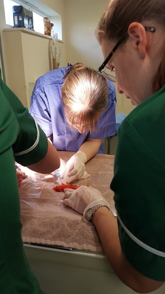 Una familia británica destina 250 dólares a una operación para salvar la vida de su pez Una familia británica destina 250 dólares a una operación para salvar la vida de su pez