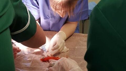 Bob, el pez que ha sobrevivido a la operaci&oacute;n que le extirpaba el tumor 