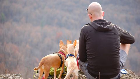Un hombre hace senderismo con sus perros