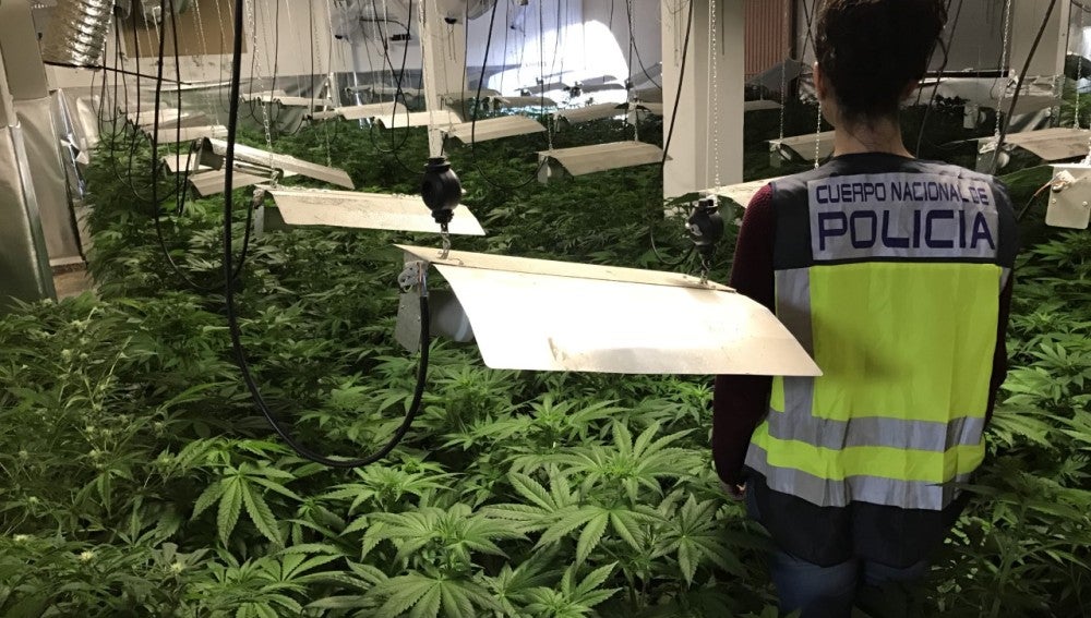Plantación de marihuana desmantelada por la Policía Nacional en Elche.