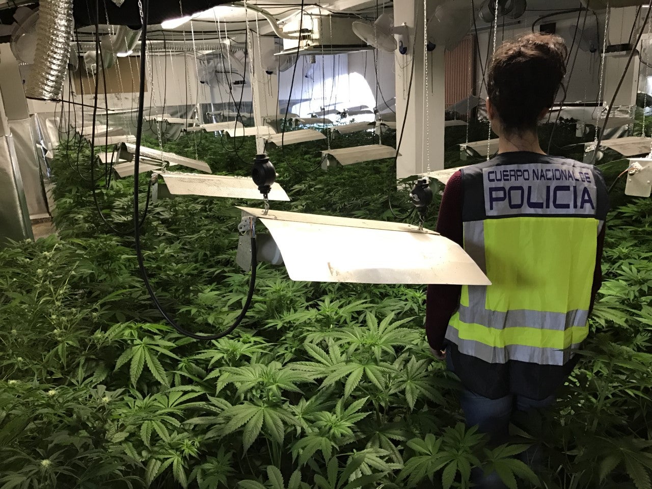 La Policía Nacional desmantela una plantación de marihuana en Elche con 950 plantas preparadas para su corte y secado La Policía Nacional desmantela una plantación de marihuana en Elche con 950 plantas preparadas para su corte y secado