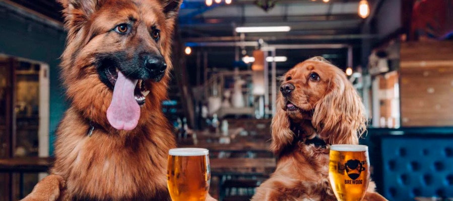 Dos perros en BrewDog Dos perros en BrewDog
