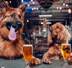 Dos perros en BrewDog Dos perros en BrewDog