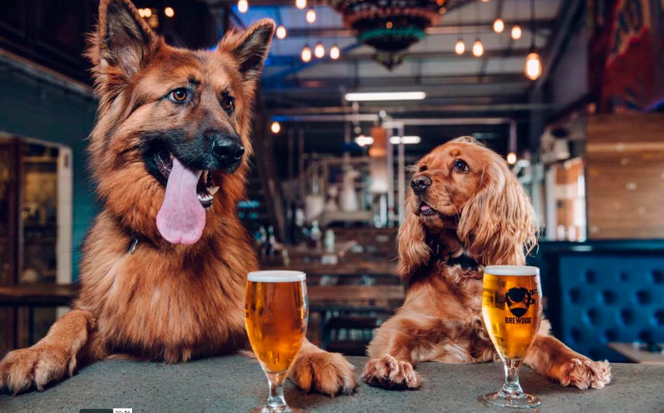 ¿Qué es mejor tener como perro: un macho o una hembra? ¿Qué es mejor tener como perro: un macho o una hembra?