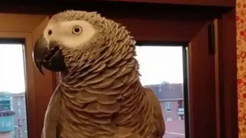 Loro Yaco Loro Yaco