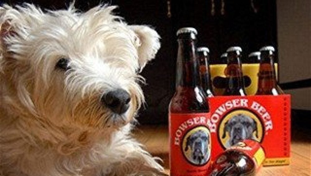 Mascota con una caja de cerveza para perros 