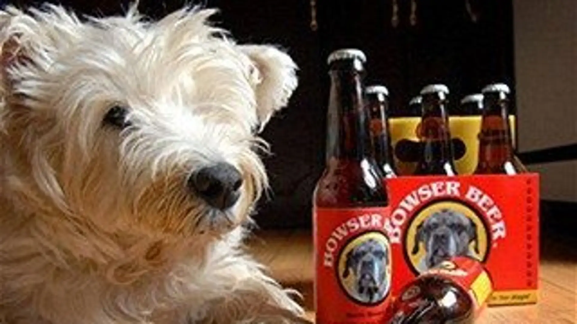 Mascota con una caja de cerveza para perros 