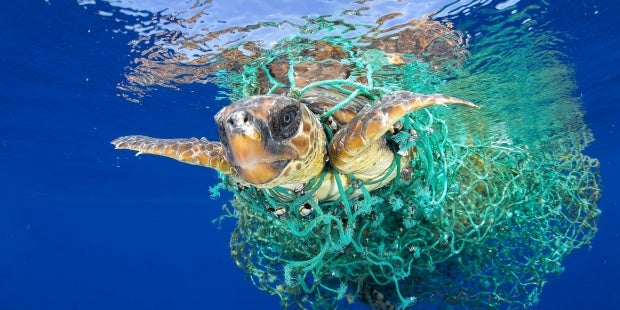 Salvada la tortuga ganadora del World Press Photo de Naturaleza | CPG A3P | 19/02/17 Salvada la tortuga ganadora del World Press Photo de Naturaleza | CPG A3P | 19/02/17