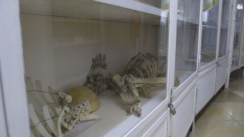 La 'Torre de los locos', el primer psiqui&aacute;trico moderno de Viena