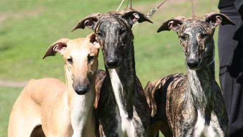 Tres perros galgos